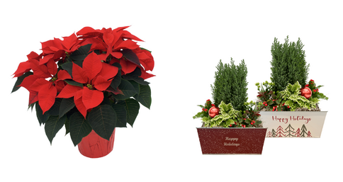 winter flower fundraiser